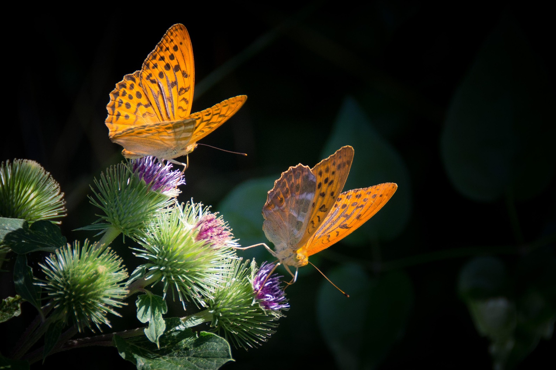 Butterflies in the resort ecosystem