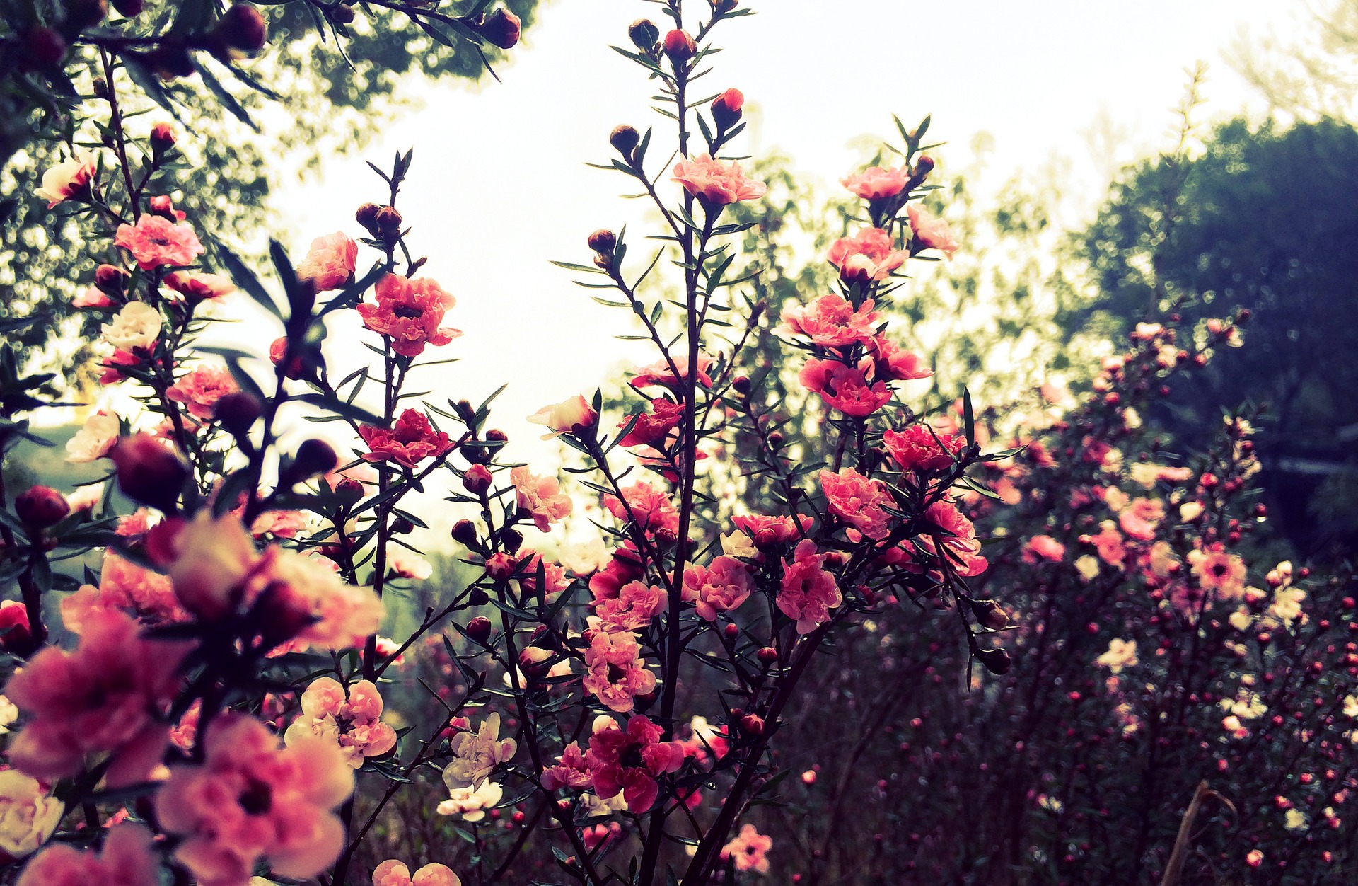 Colourful flowers in the resort gardens